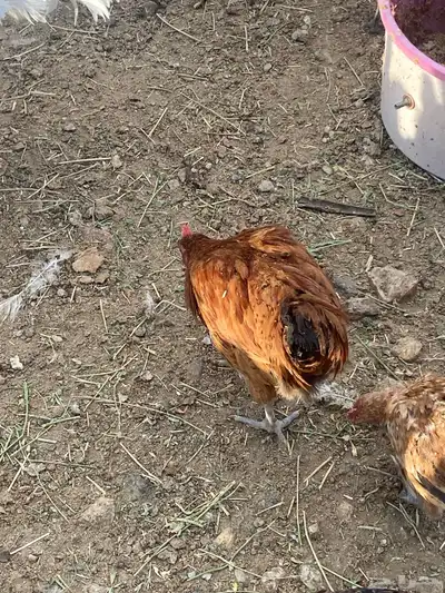 ديوك بلدي 16