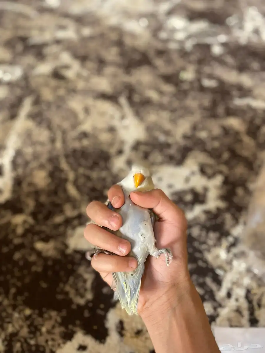 فروخ روز للبيع 3
