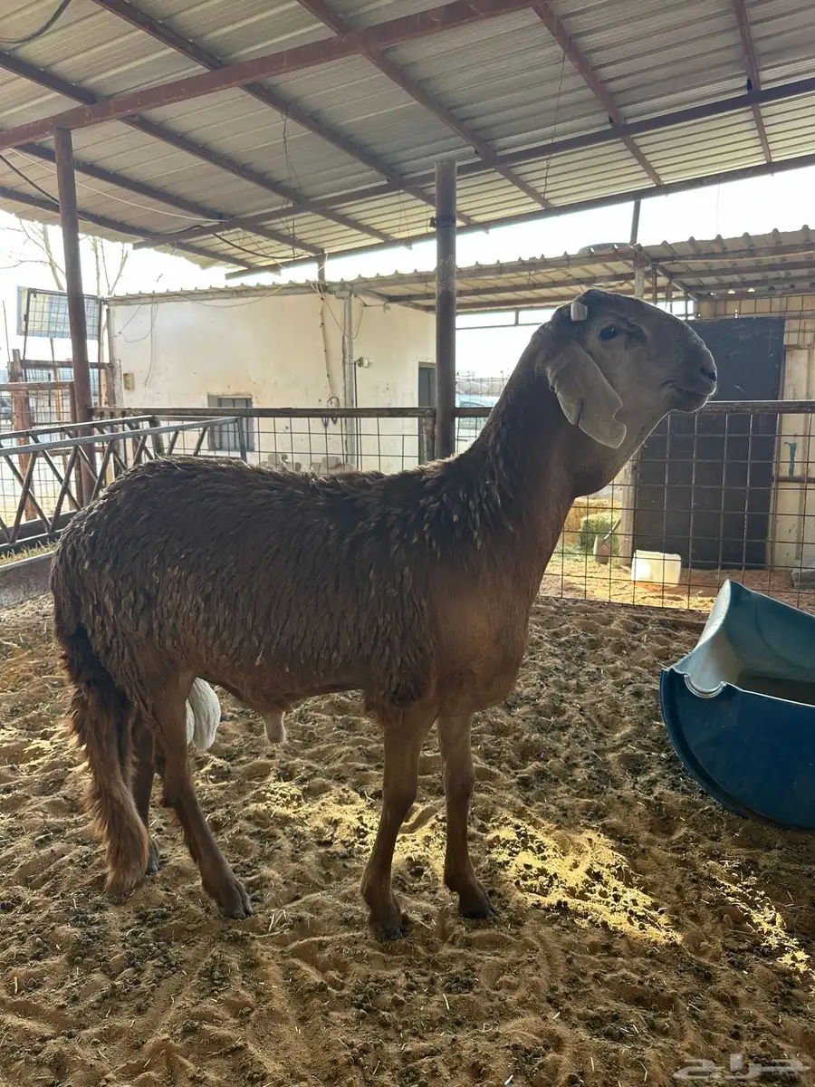 ساكني مقفل ظهره صبه 0