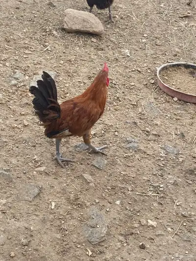 ديوك بلدي 10