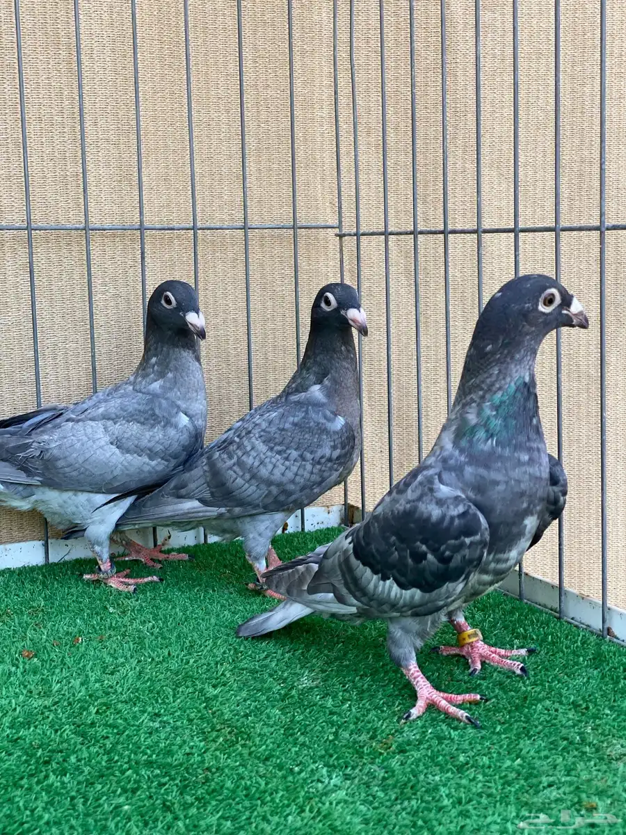 زاجل 6