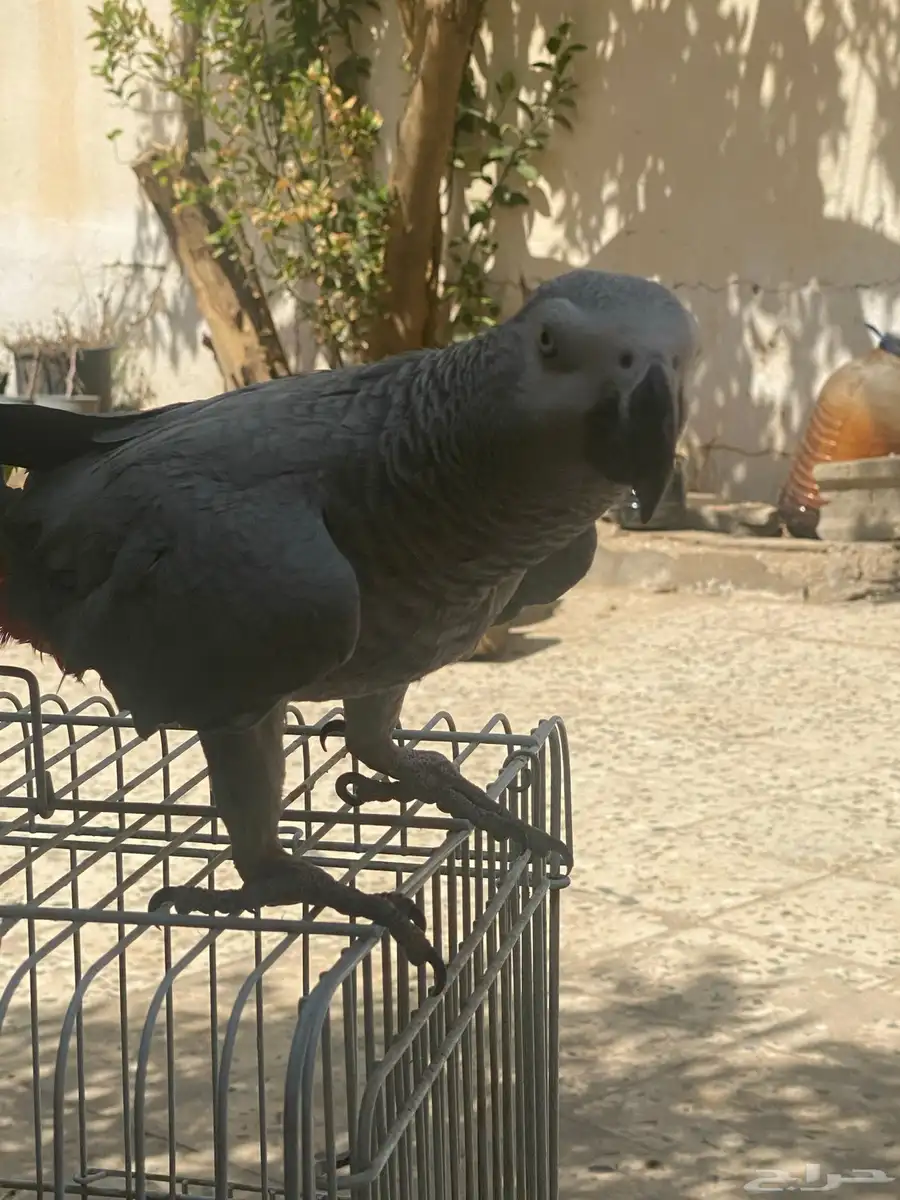 ببغاء كاسكو افريقي( انثى) 0