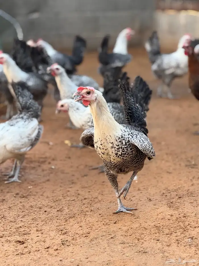 بيض مخصب فيومي للفقاسات 0