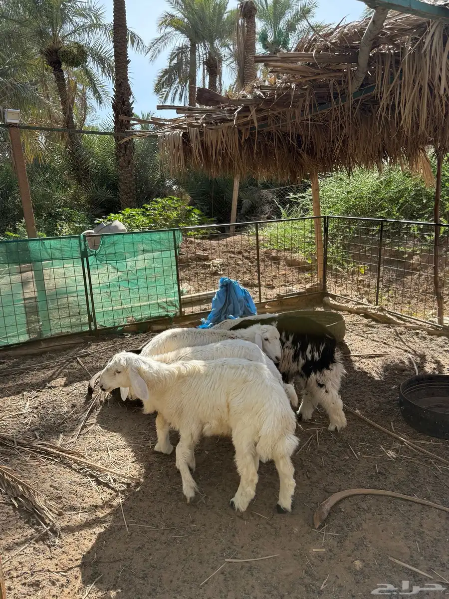 حريات 9