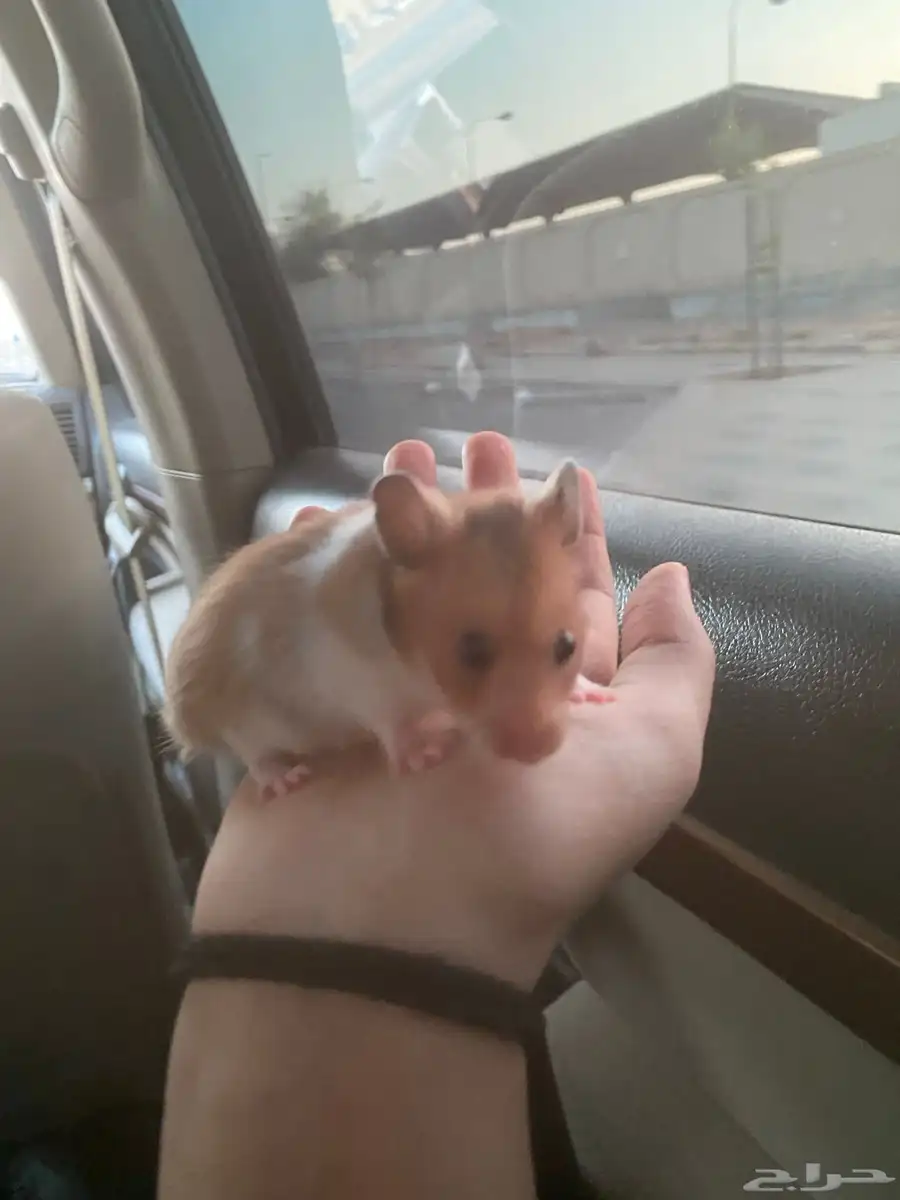 هامستر سوري   عمره شهر ونص وأليف مره 2