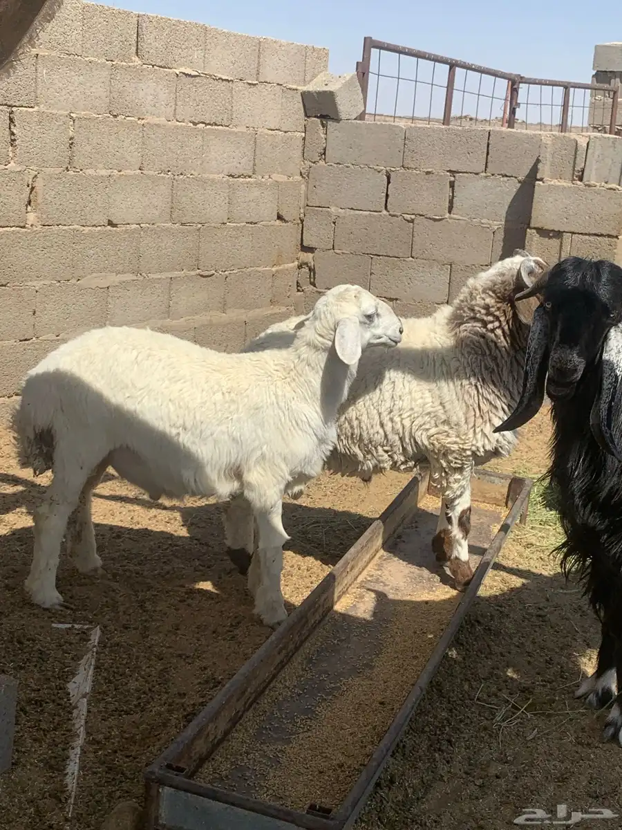 خرفان ذبايح للبيع في محافظة سميراء 0