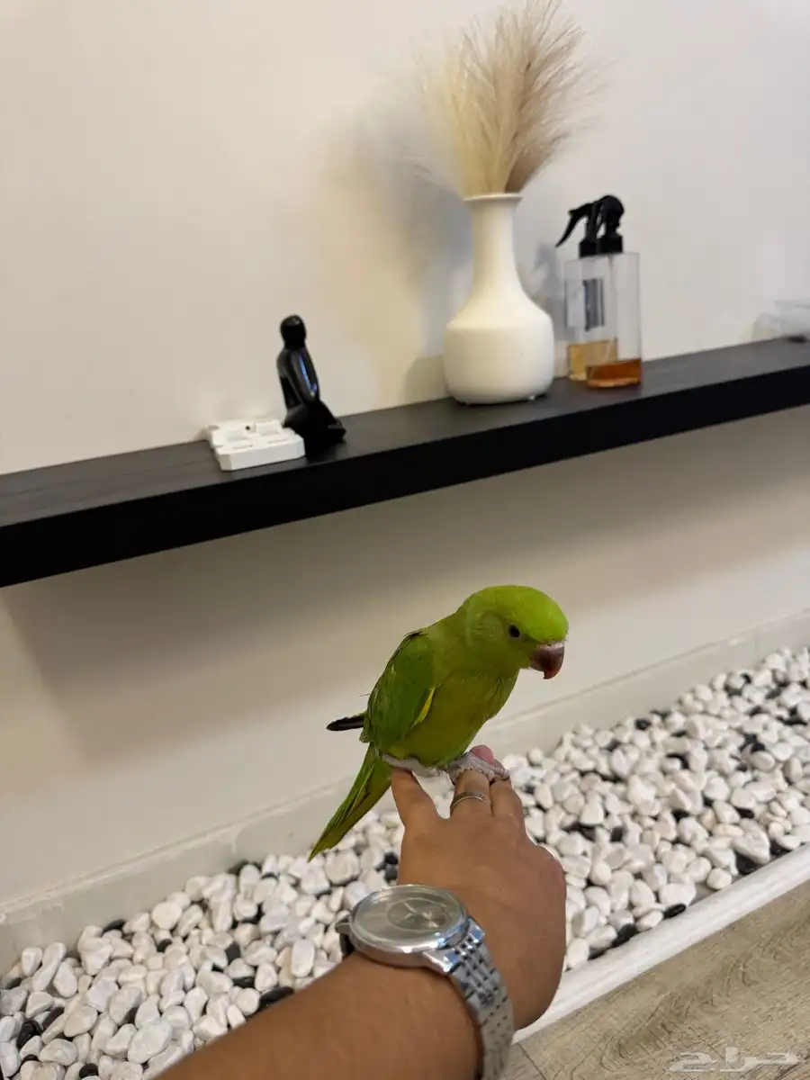 طير دره هندي 1