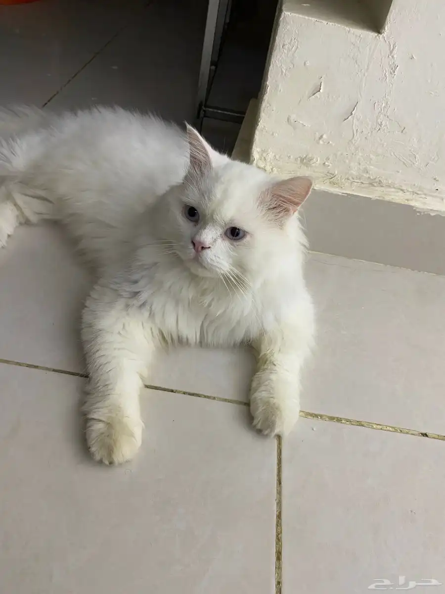 بيع 1