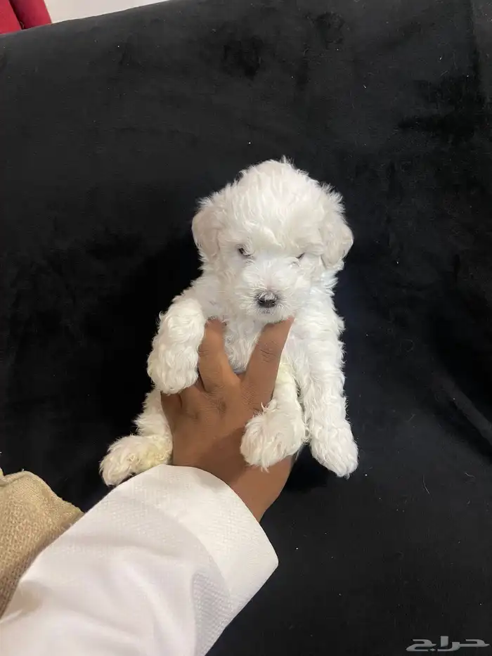 كلاب مالتيبو مني 2