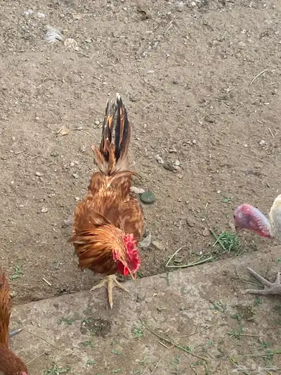 ديوك بلدي 20