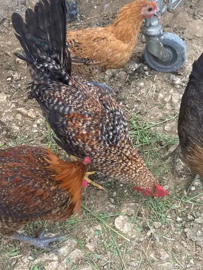 ديوك بلدي 4