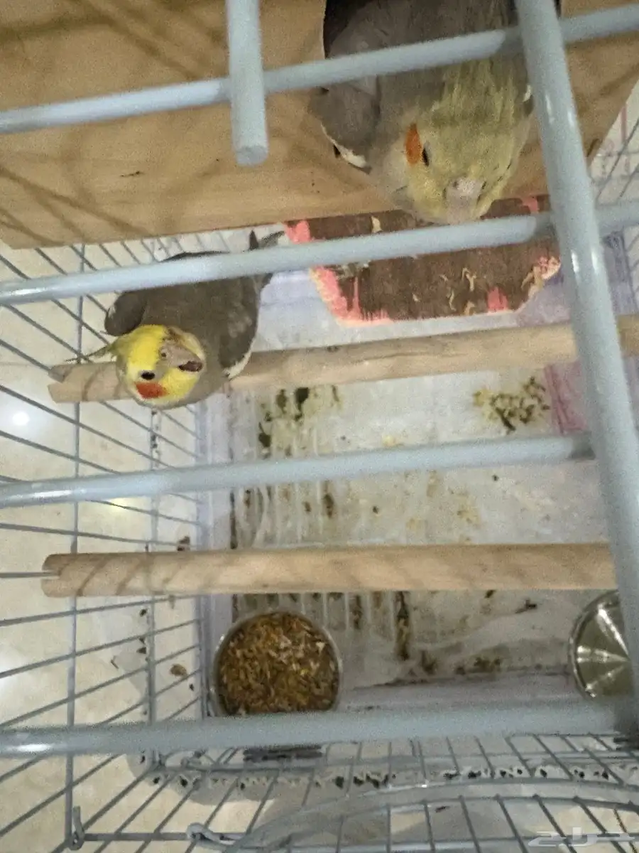 جوز كروان سبق انه بيض بس طاحت بيضته 0