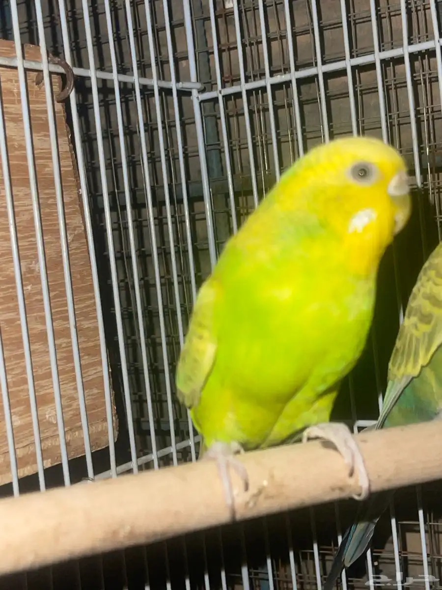 زوج بادجي منتج شرططط 2