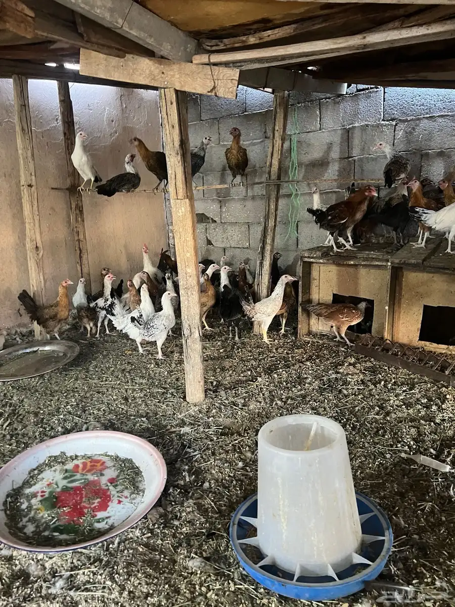 دجاج بلدي بشاير العمر ستة اشهر 3