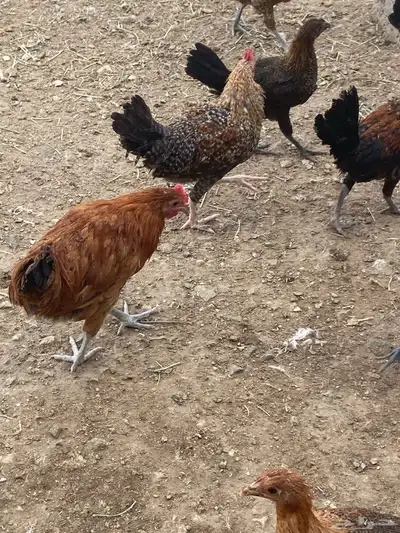 ديوك بلدي 9