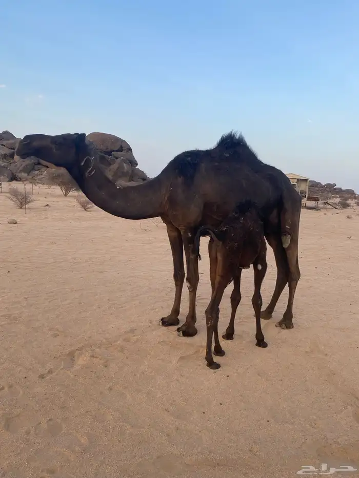 خلفه مجهم 0