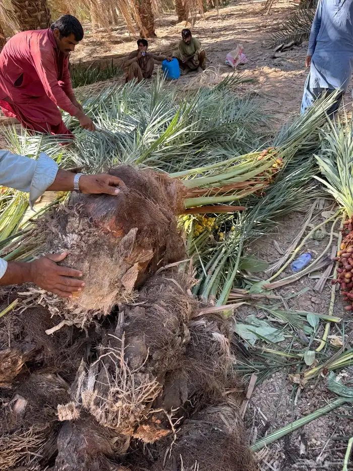 يتوفر لدينا جميع أنواع النخيل 9