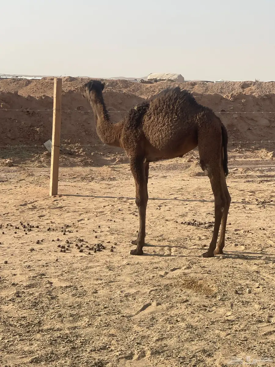 بكره للبيع 0