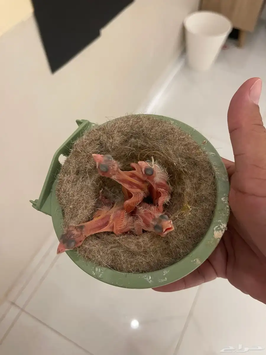 جوز كناري مع فروخه 1