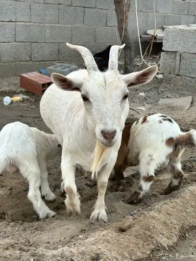 ماعز قزم 5