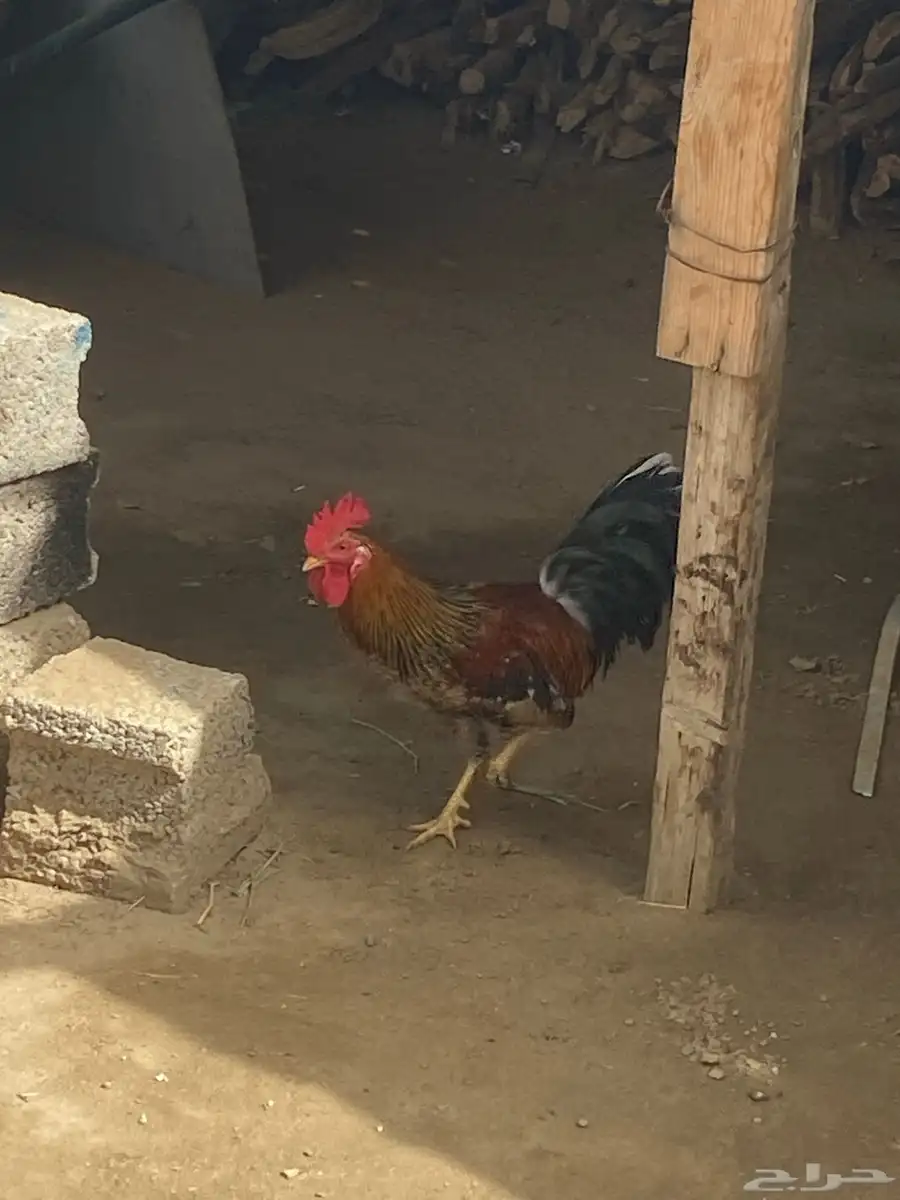 ديك بلدي لون جميل 1