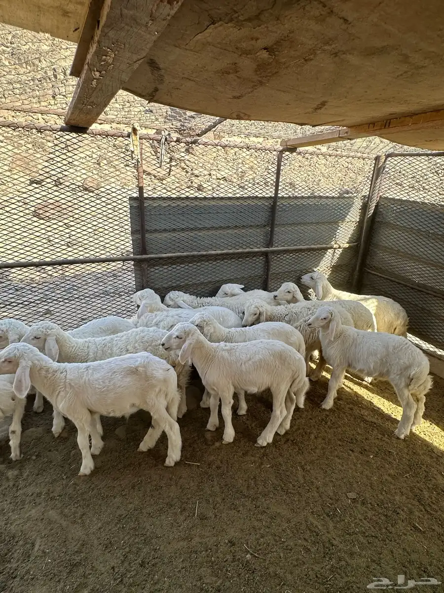 طليان تربيه 0