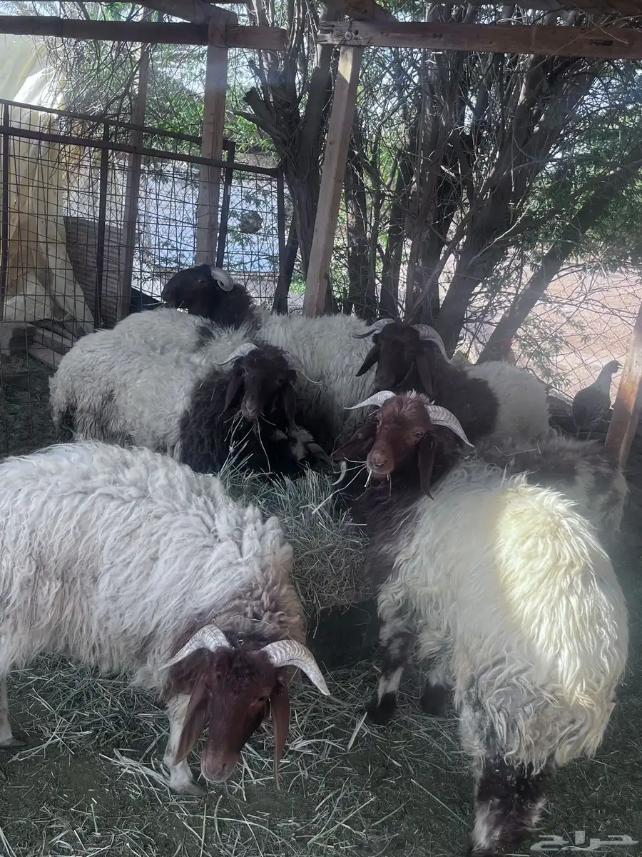 ذبايح نعيميات جذعان 1