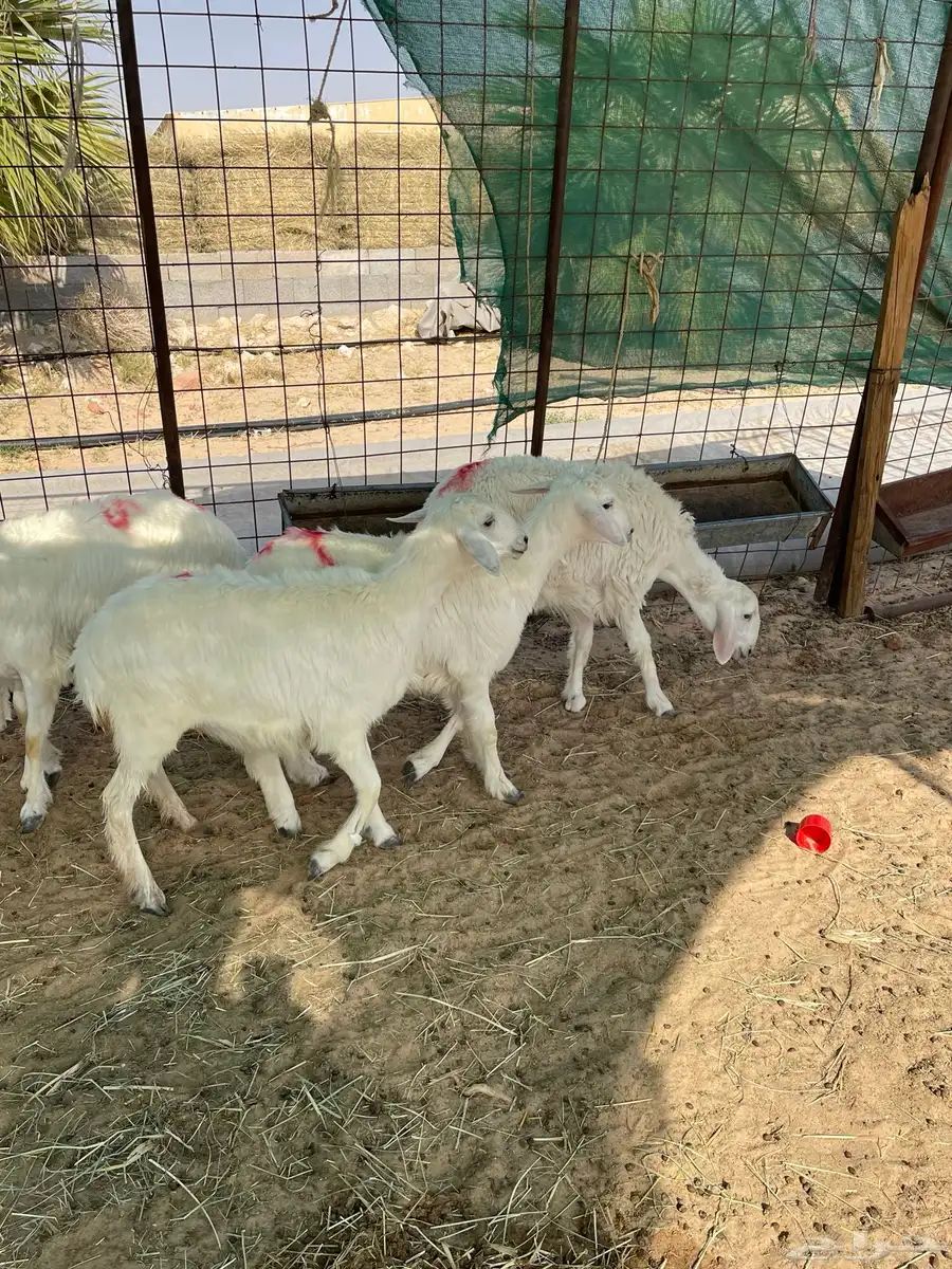 رخال للبيع حريات 7