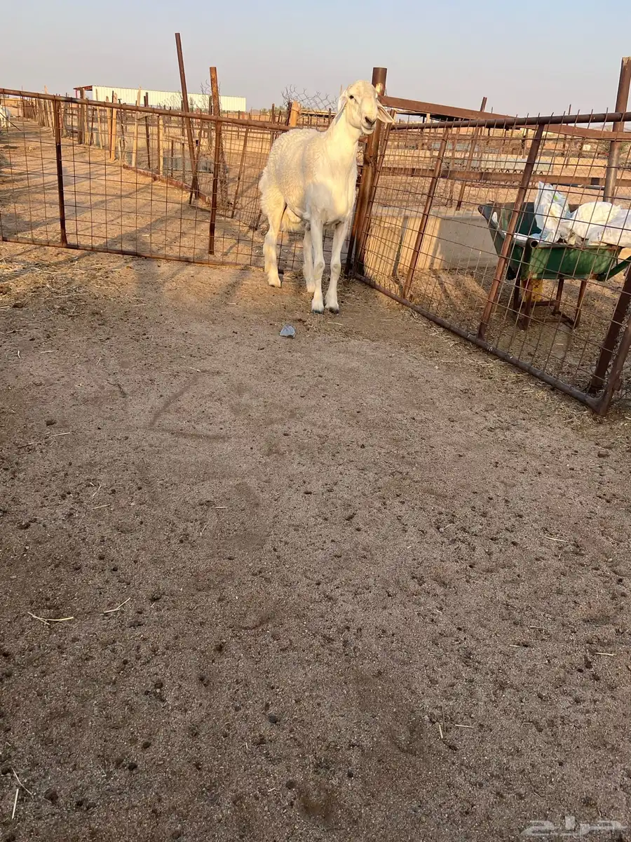 طلى كفوي طيب فحل جذع من غنم فارس عيضه 3