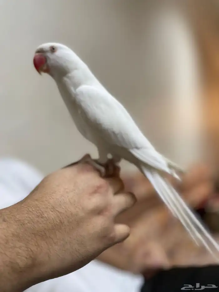 ذكر دره البينو 5
