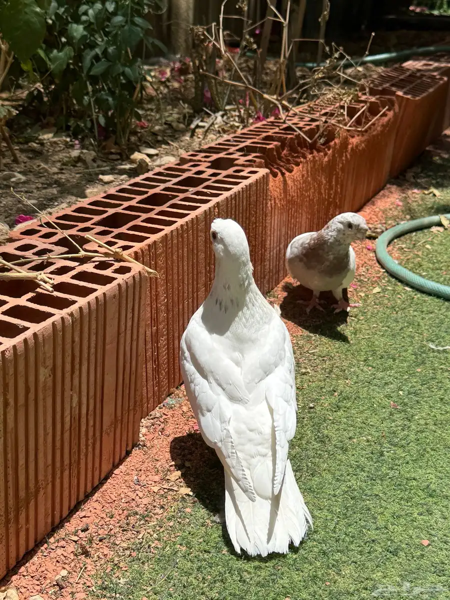 جوز حمام شاينيز بقرن صافي بيور 2