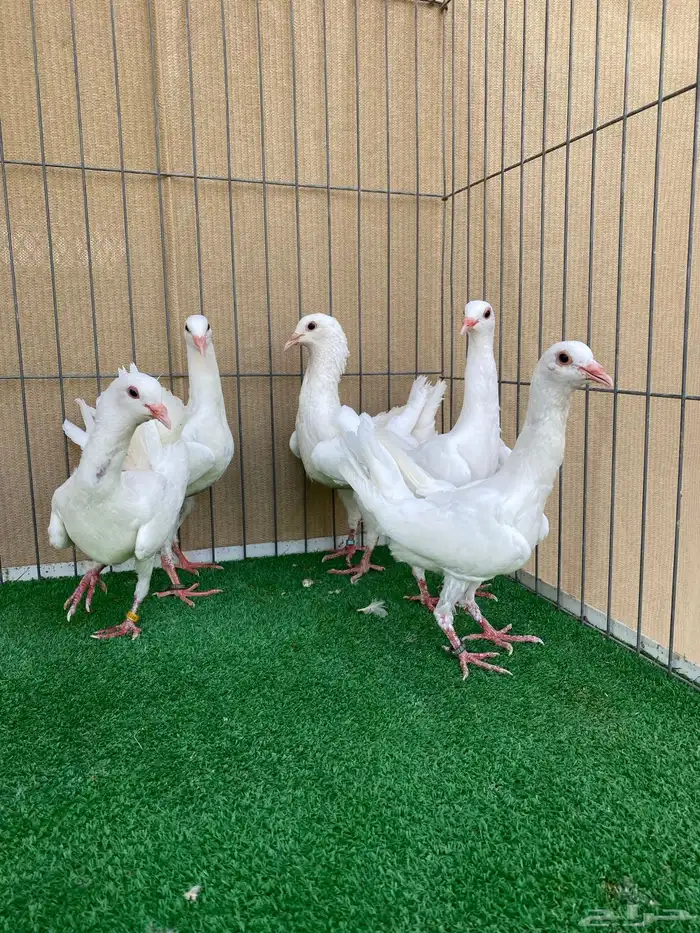 ماالتيزز 4