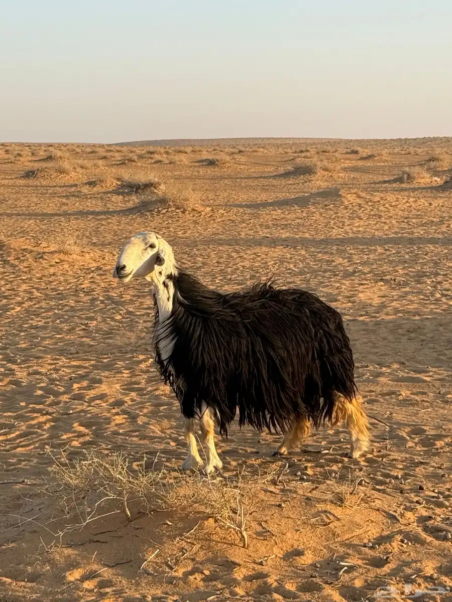 نجديه للبيع 1