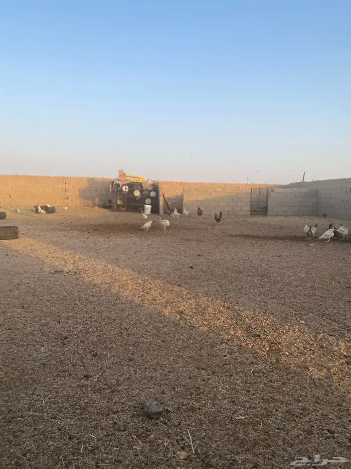 دجاج 0