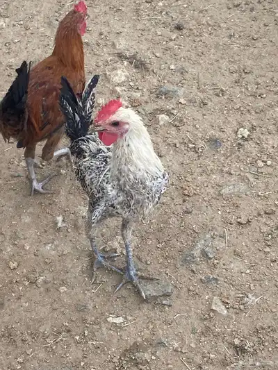 ديوك بلدي 3
