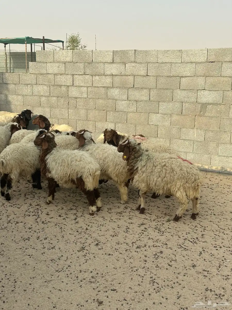 نعيمي 2