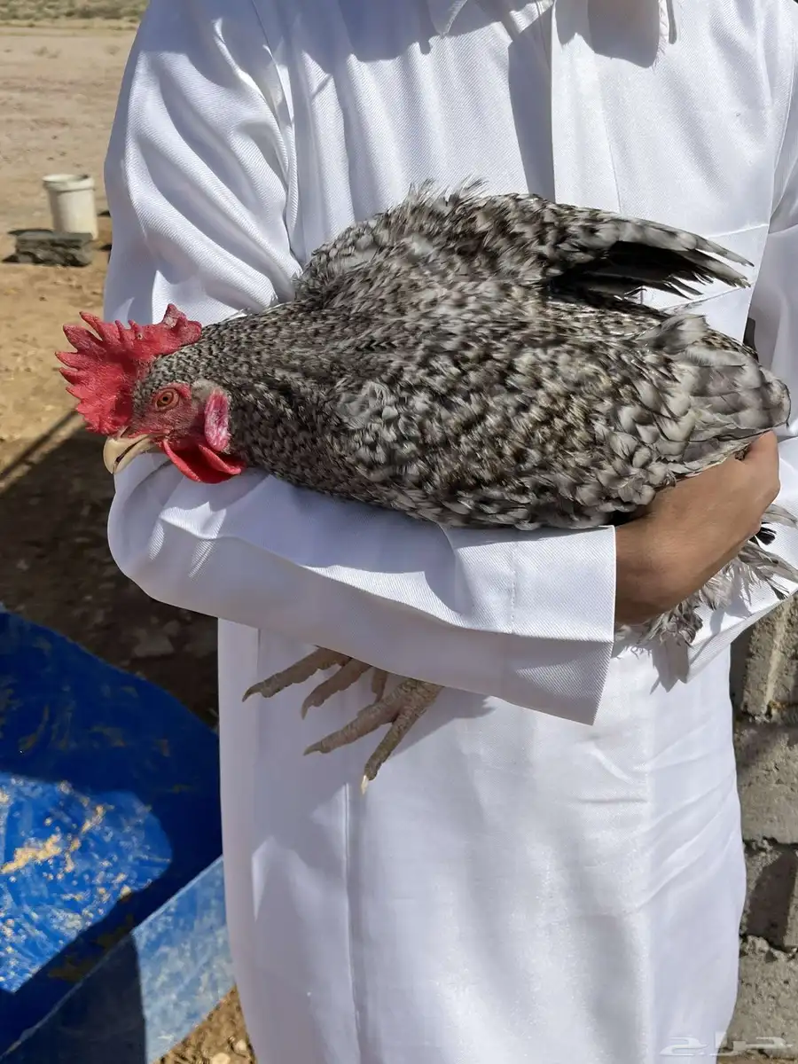ديك استرالوب وديك الامورك للبيع الموقع الجمش 7