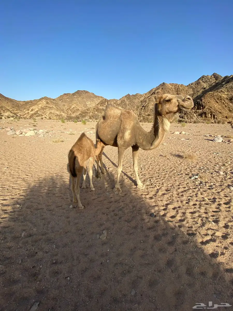 ناقه خلفه فاطر تحتها قعود مشروطه عن جميع الذوارب 1