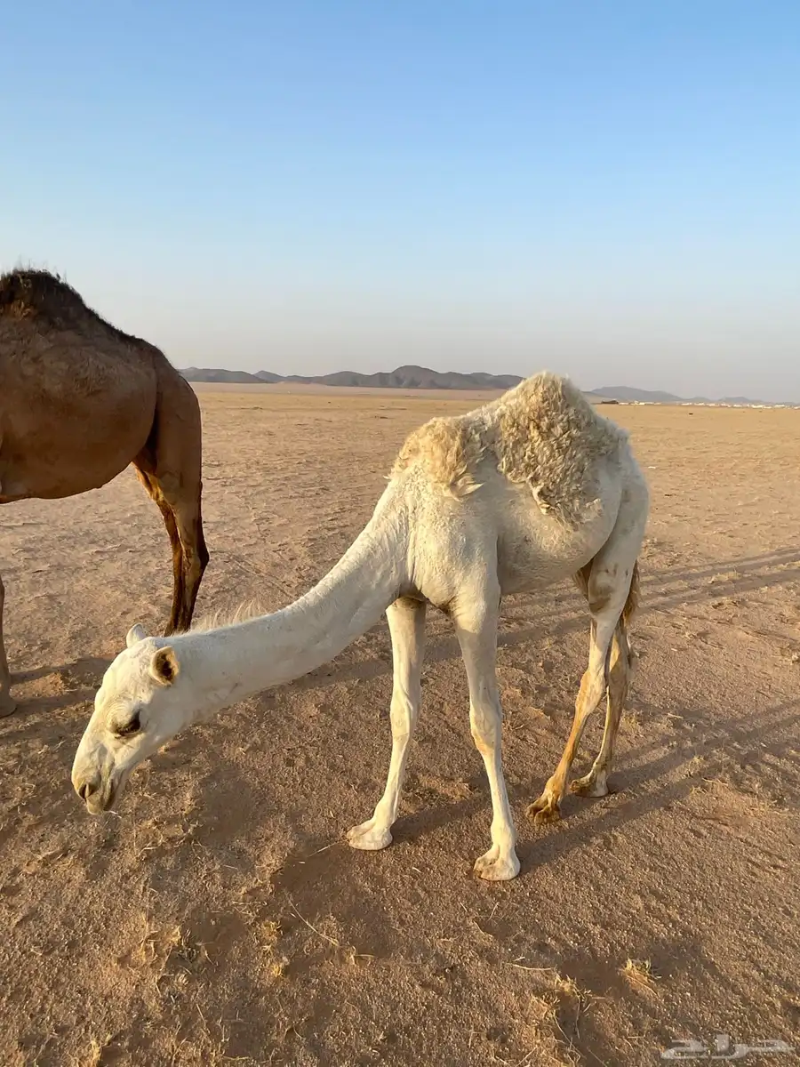 بكره مفروده كفو 2