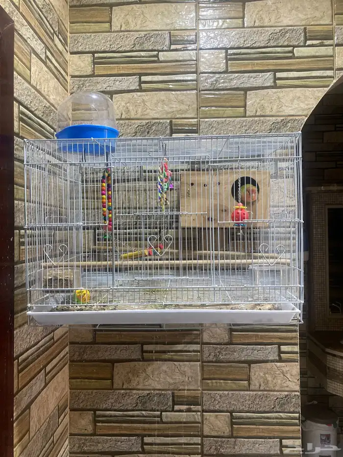 عصافير روز 1