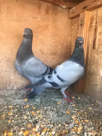 زواجل سباق طبات 2