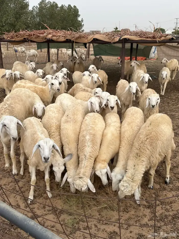 خرفان للبيع شرط 1