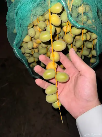 للبيع ثمر برحي من المزرعه 0
