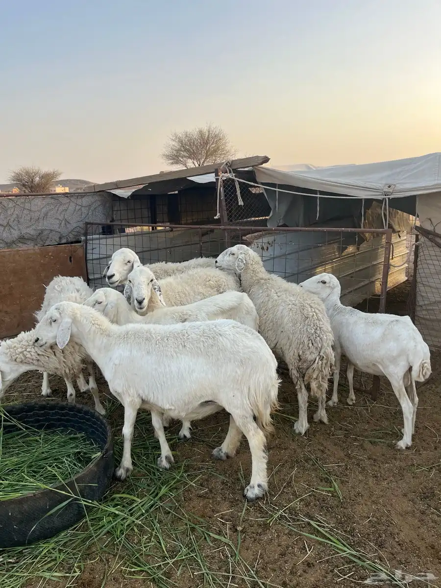 حريات و رفيديه دفيع 0