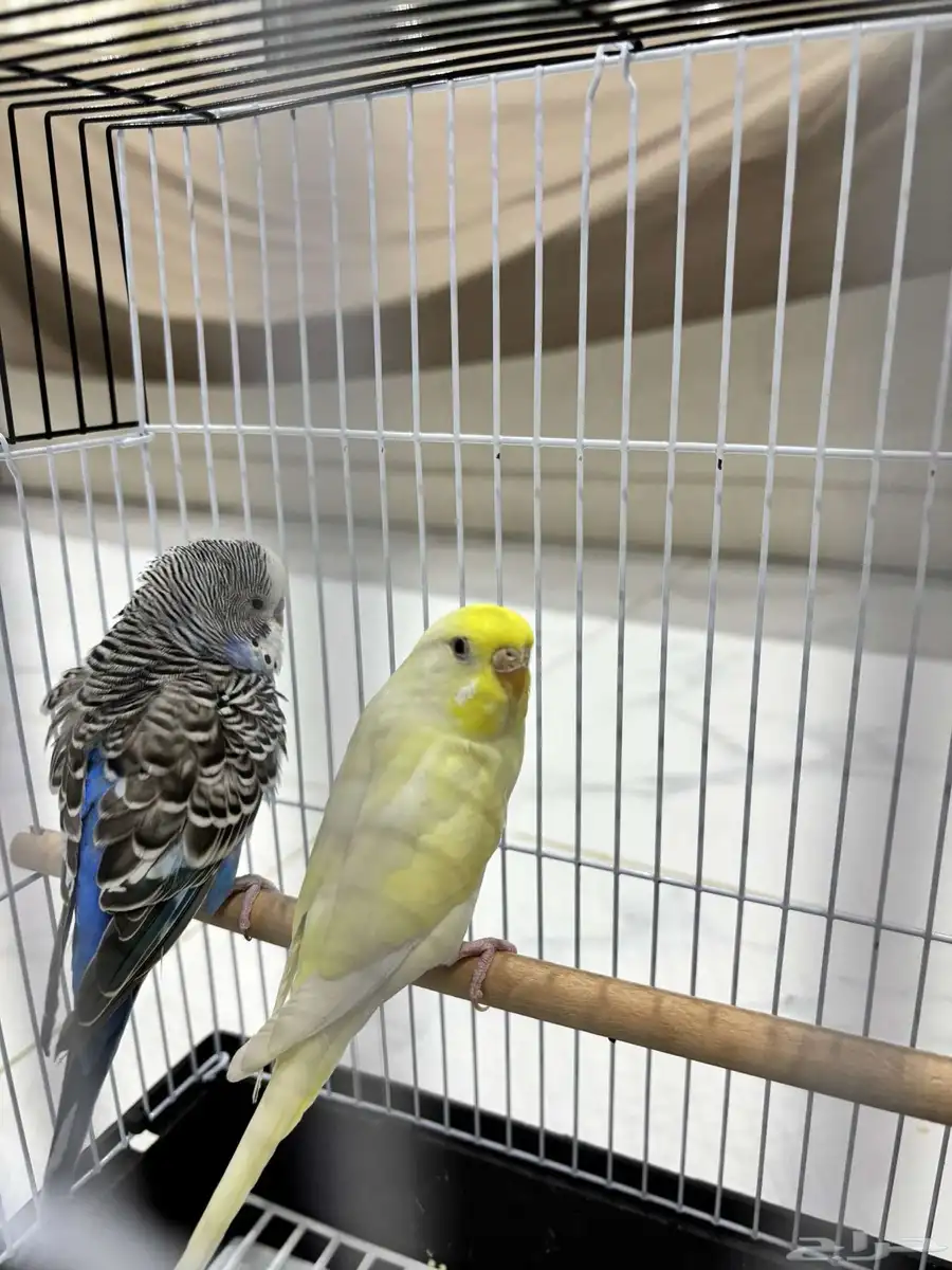 عصافير بادجي   عصافير الحب 2
