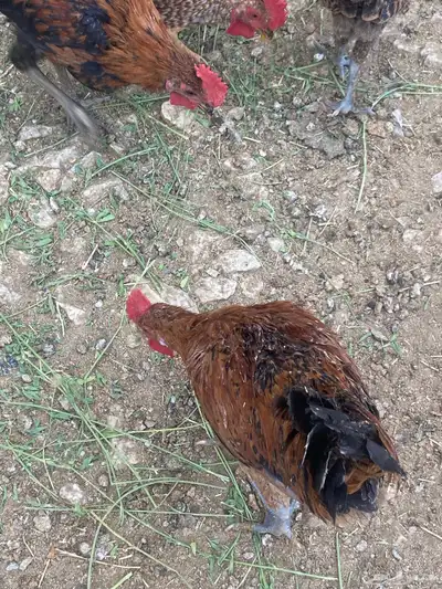 ديوك بلدي 1