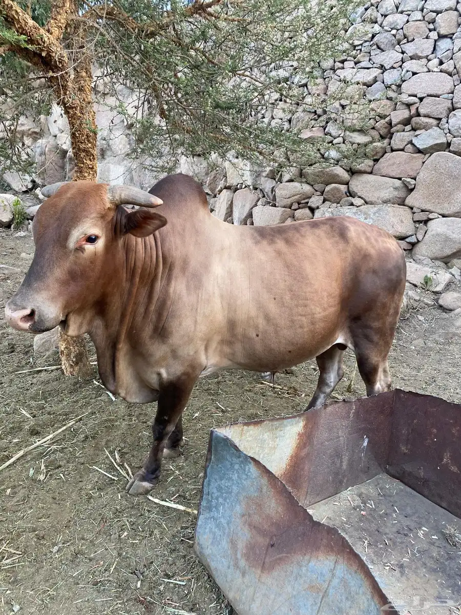 ثور فحل للبيع بلدي السنه رباع 0