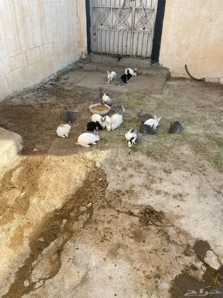 الأرنب 1