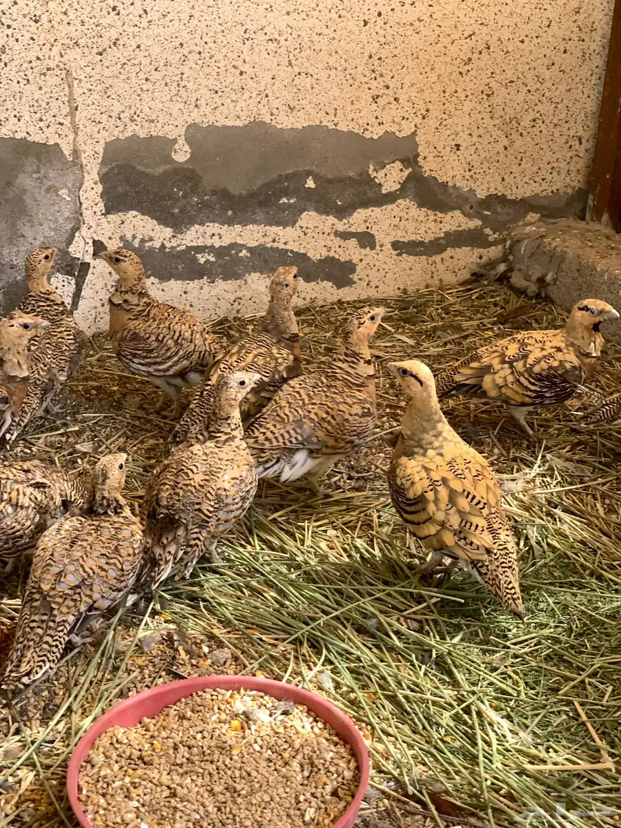قطاء نغاق 2