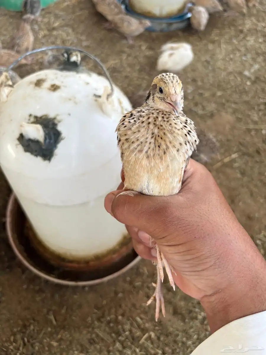 سمان او فري 0